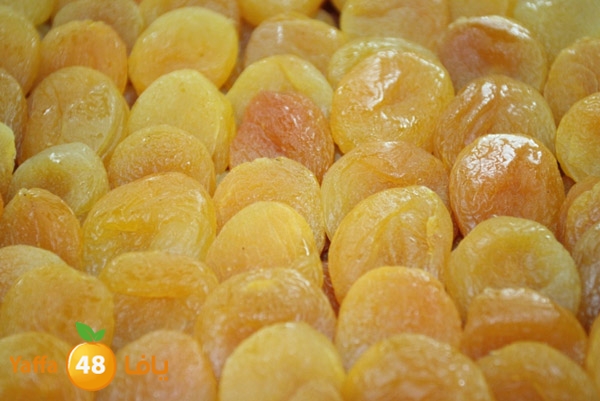 zhra2 tamer 705 (20).JPG